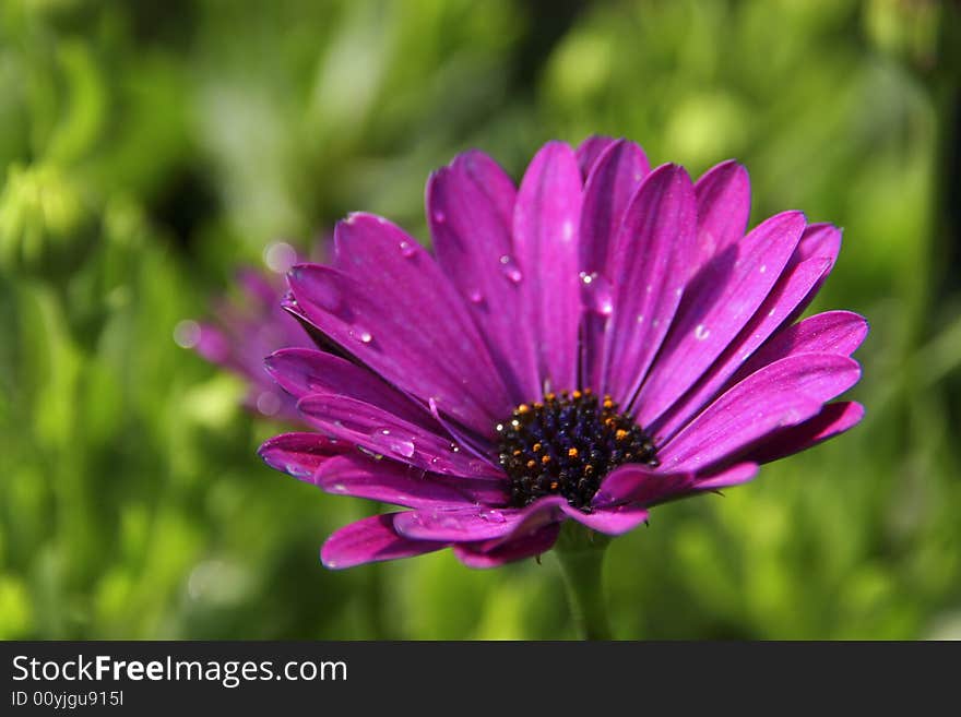 Jerusalem Artichoke