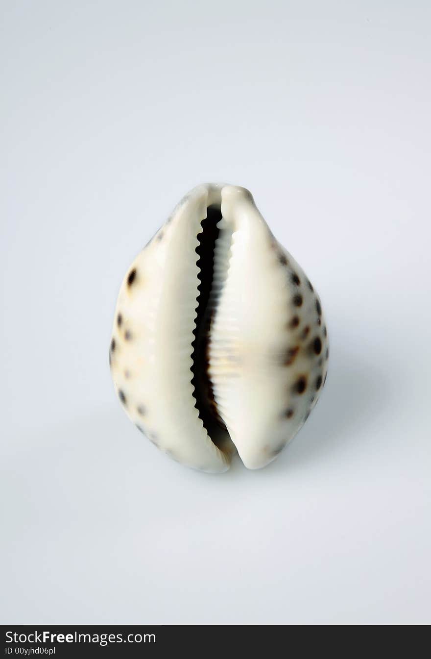 Sea shell