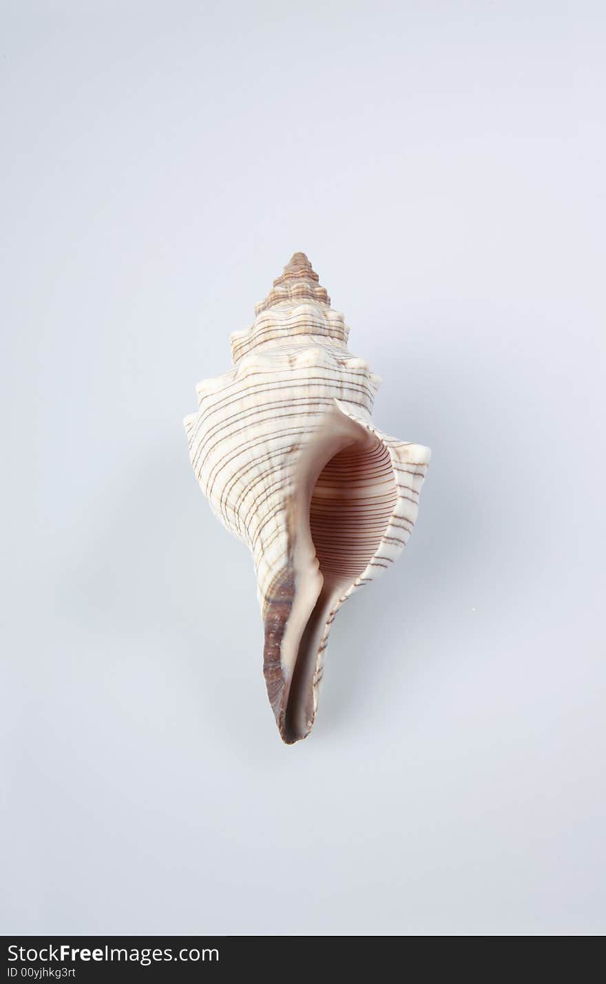 Sea Shell