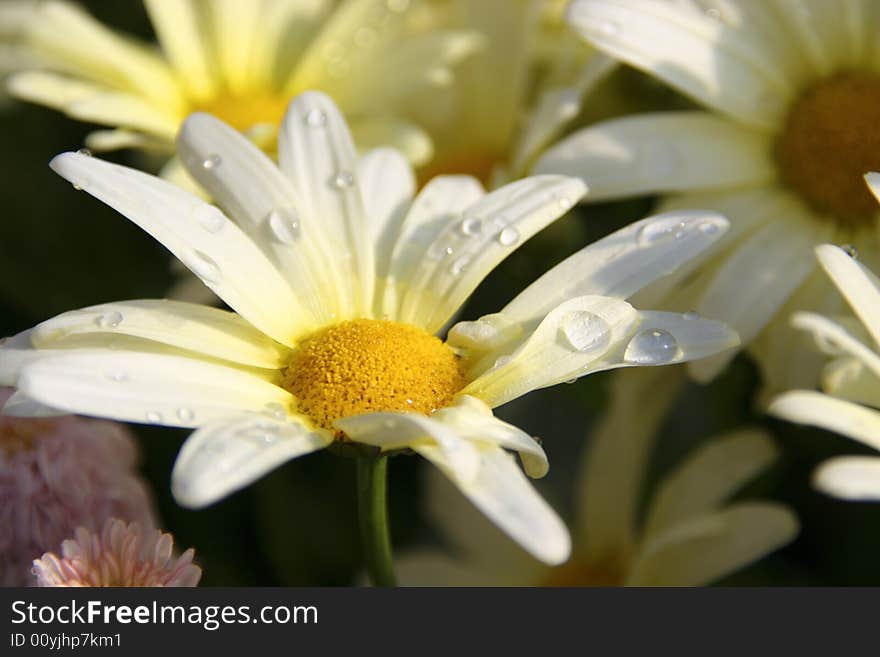 Fresh White Daisy in Bloom