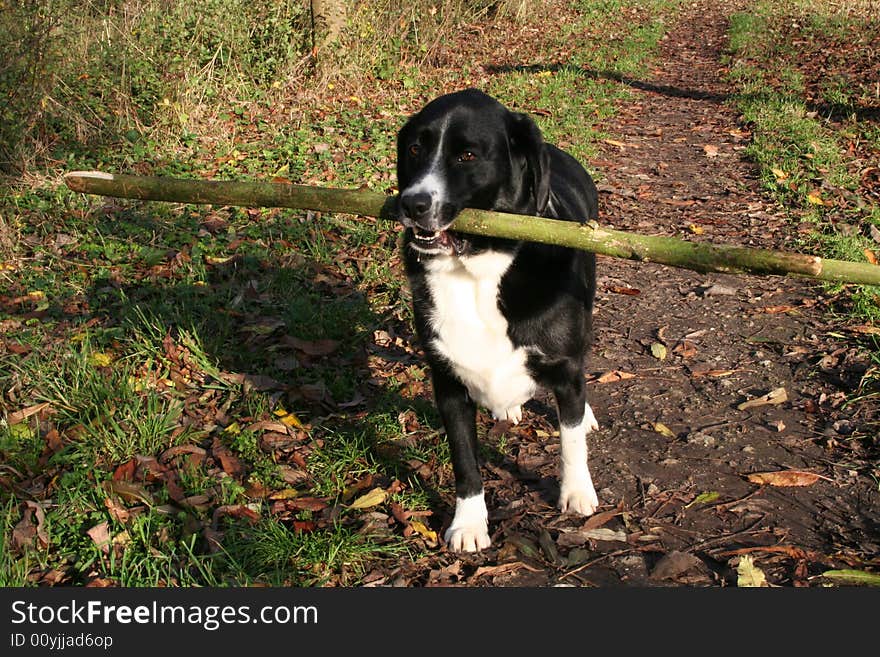 A black and white dog holding a tree