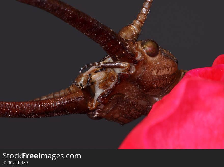 Although the dobsonfly spends several years as a larval hellgrammite, the adult enjoys only a brief couple of days as a terrestrial adult. Extreme closeup of the head. Although the dobsonfly spends several years as a larval hellgrammite, the adult enjoys only a brief couple of days as a terrestrial adult. Extreme closeup of the head.