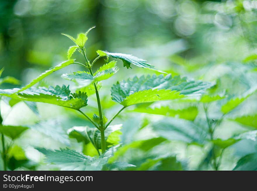 A branch of nettle