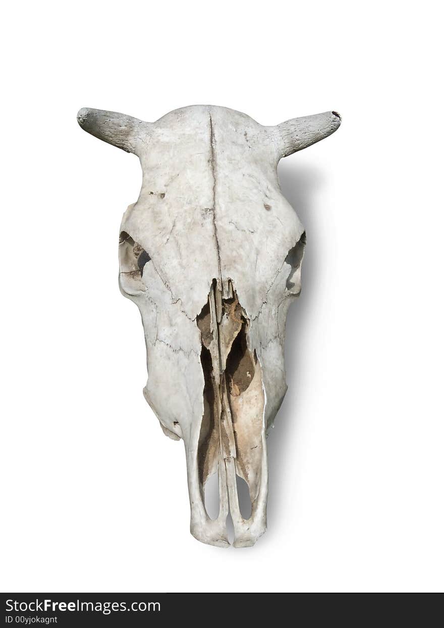 Skulls bull