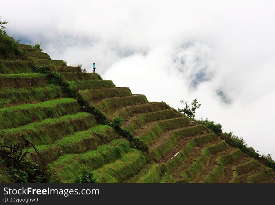 rice terraces