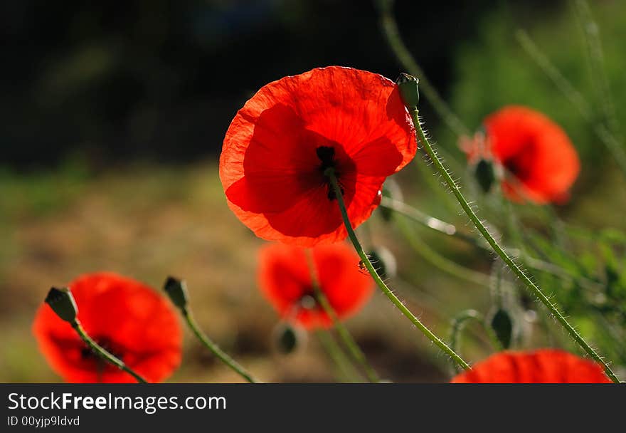 Poppy Field