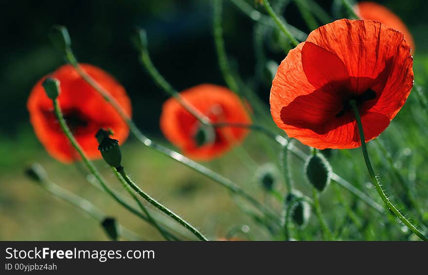 Poppy Field