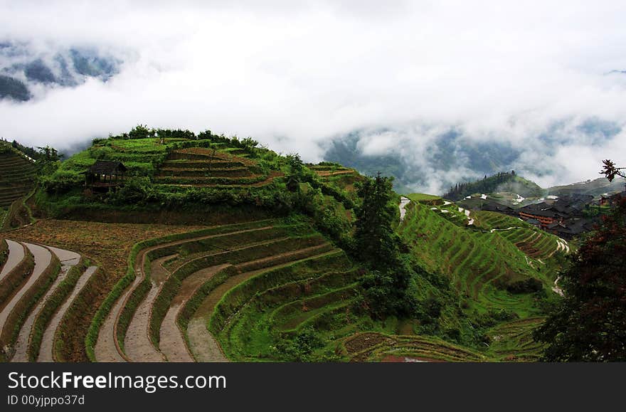 This Zhuang ethnic minority village is located high in the Longji mountains. These rice terraces were constructed by the Zhuang minority people to make their mountainous land arable. With construction beginning in the Yuan dynasty (1271-1368) and lasting over 400 years, the Dragon's Backbone rice terraces now cover over 16,000 acres.