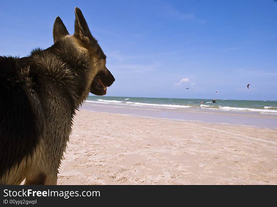 Dog Watching Beach