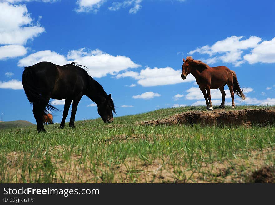 Horses