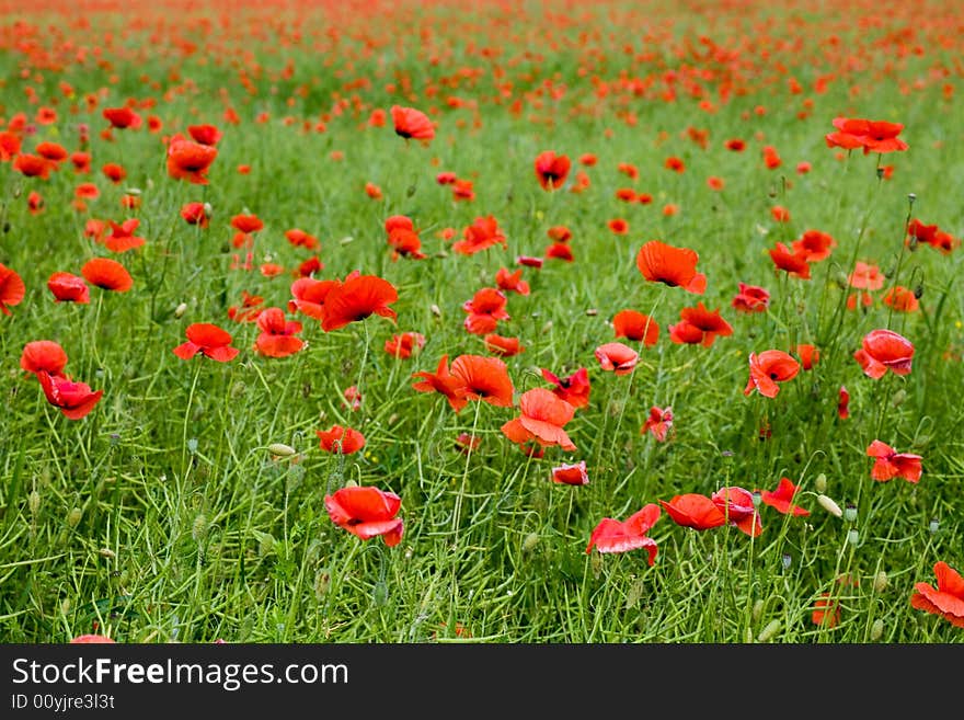 Red on green grass