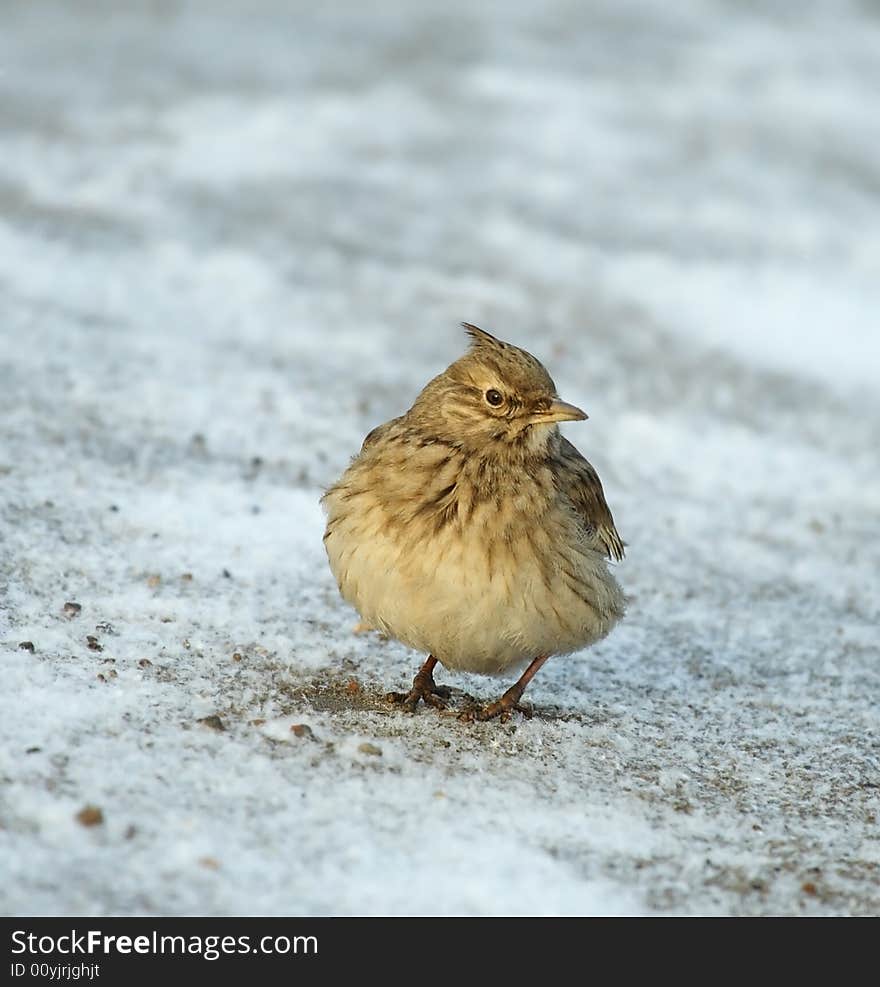 Tufted Lark