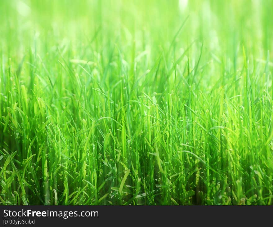 Soft-focus Grass