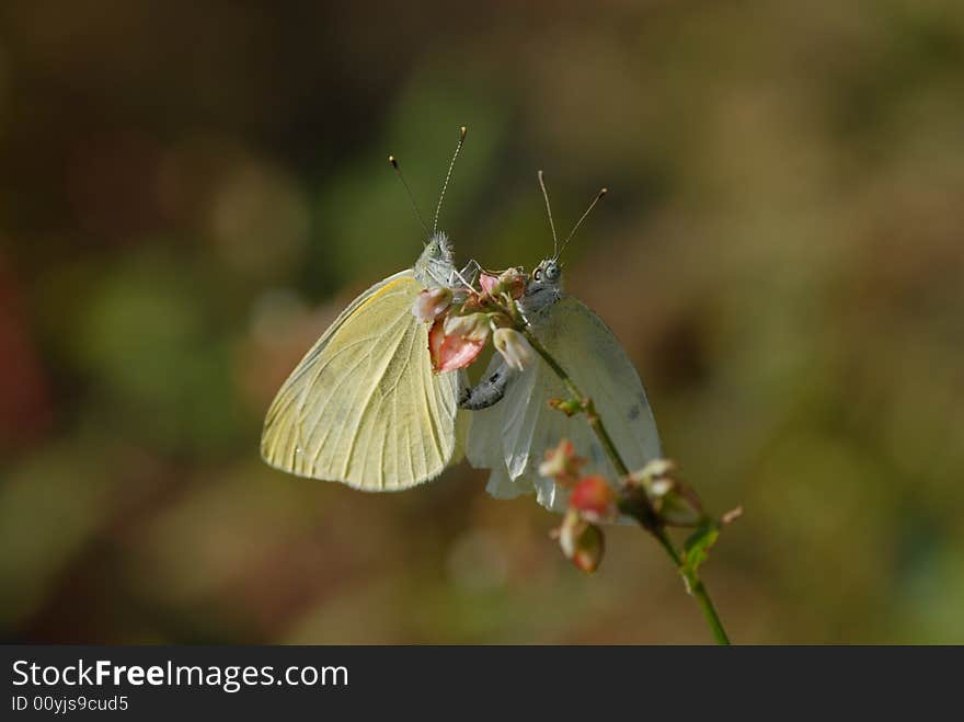 The well-being of the Butterfly