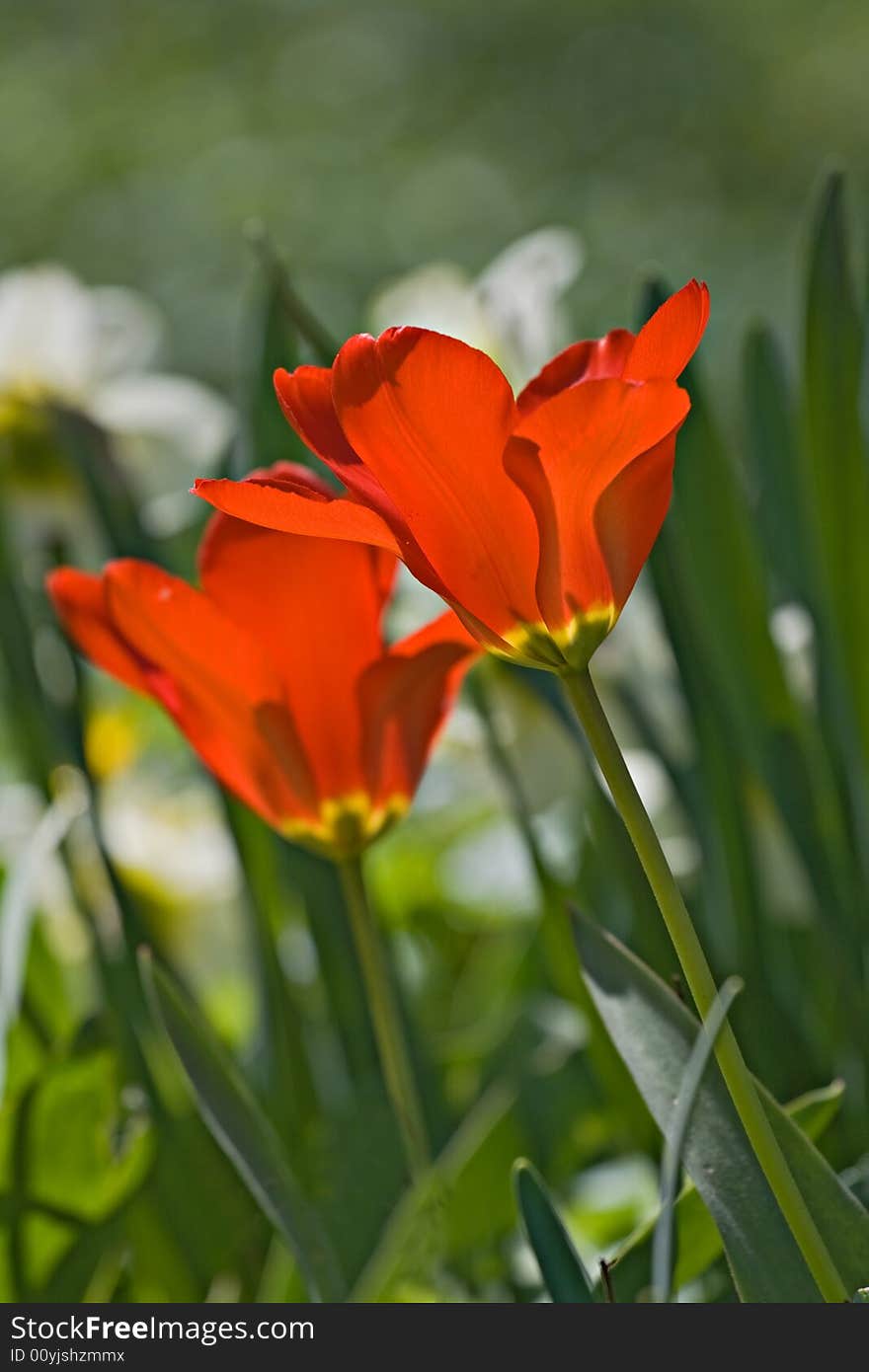 Two red tulips in back-light on a flowerbed