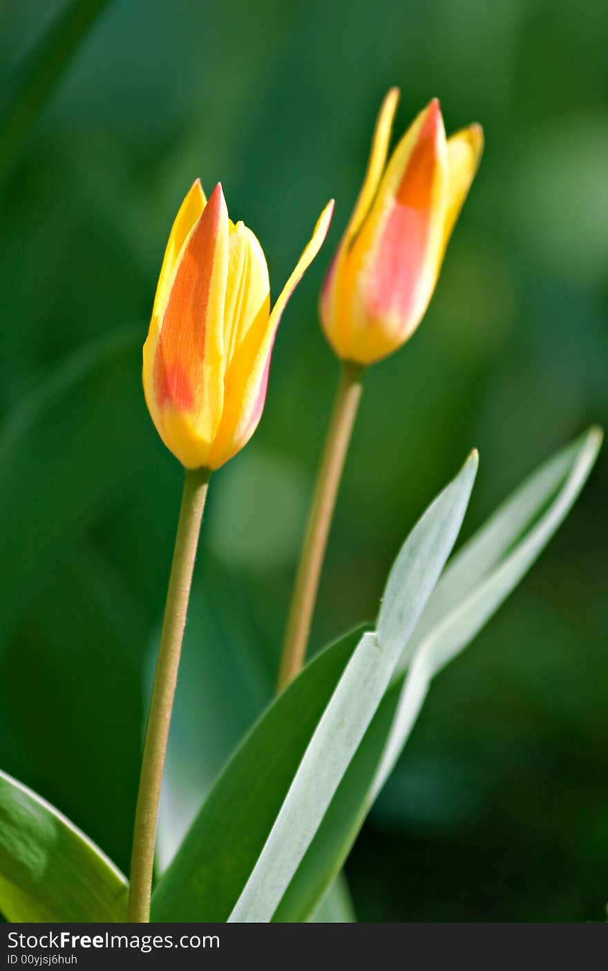 Two yellow and red tulips on a flowerbed. Two yellow and red tulips on a flowerbed