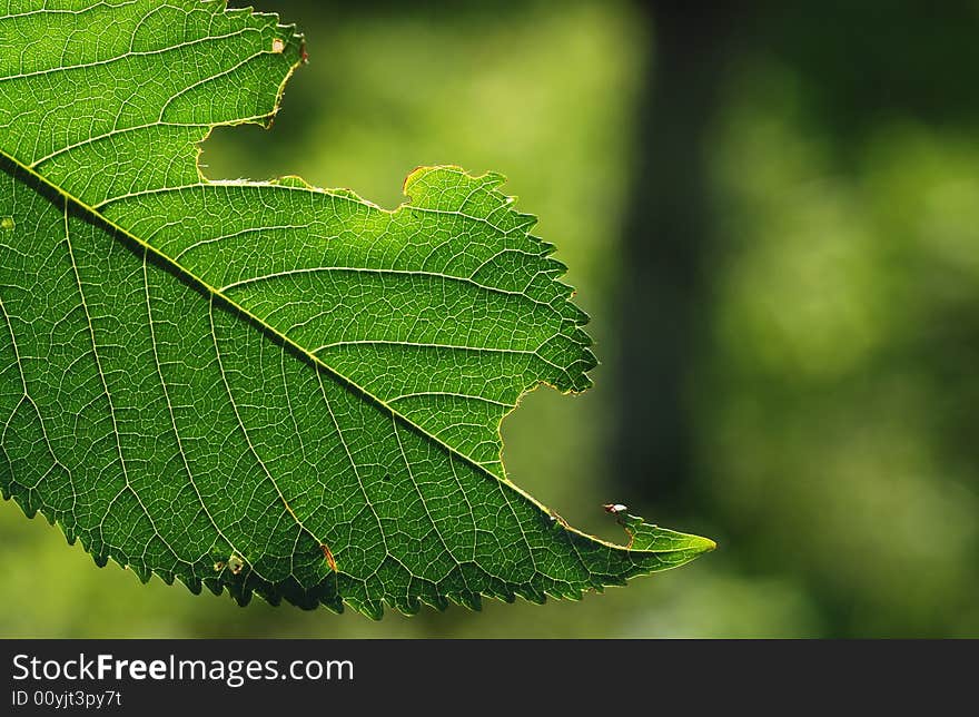 Green leaf closeup of cherry tree