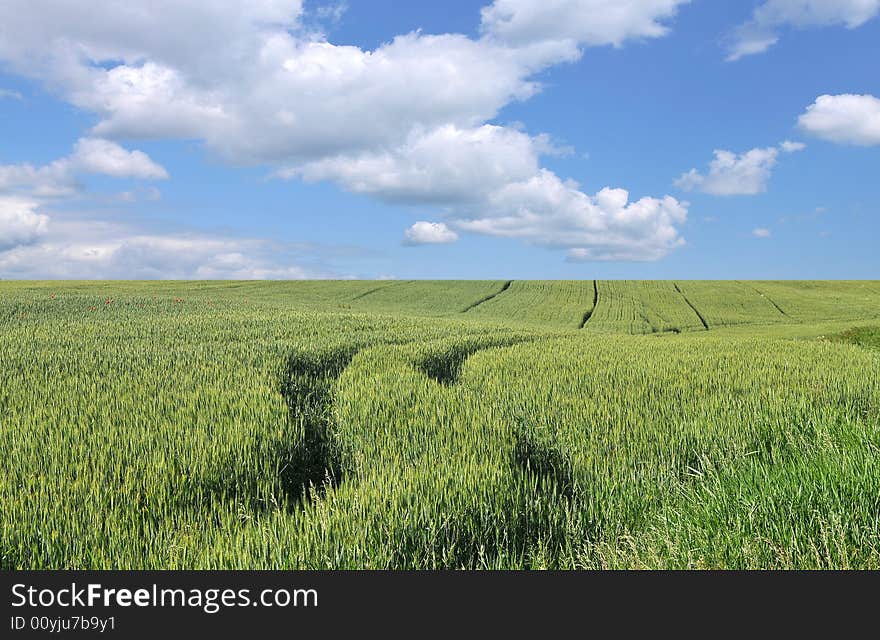 The green field and white cloud. The green field and white cloud