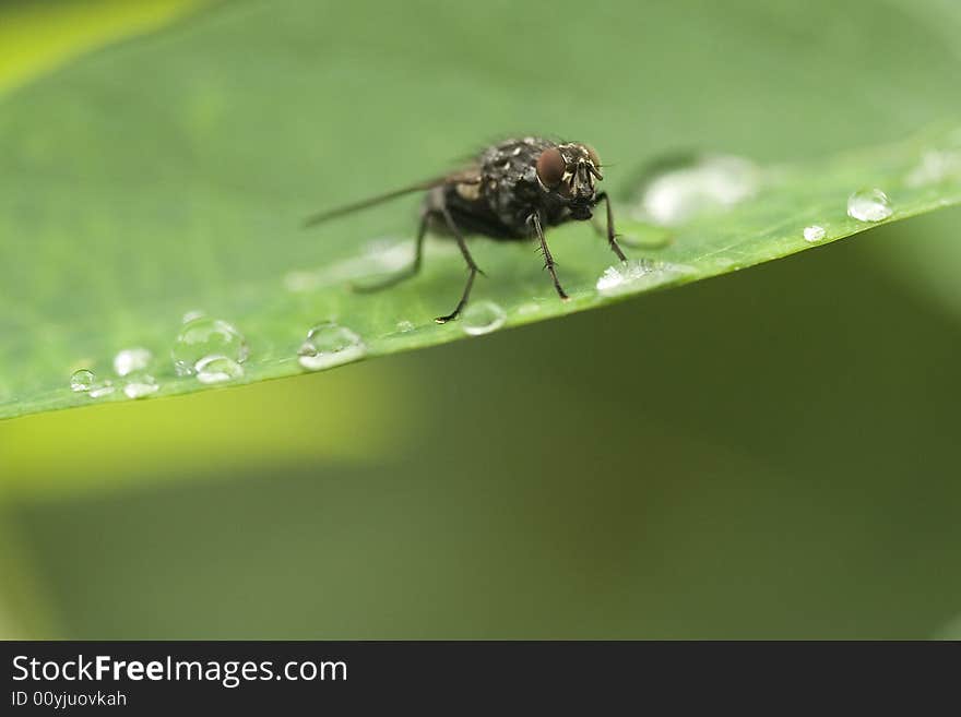 Fly sitting on a leaf