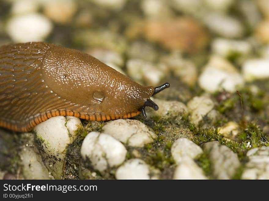 A nude snail that is crawling