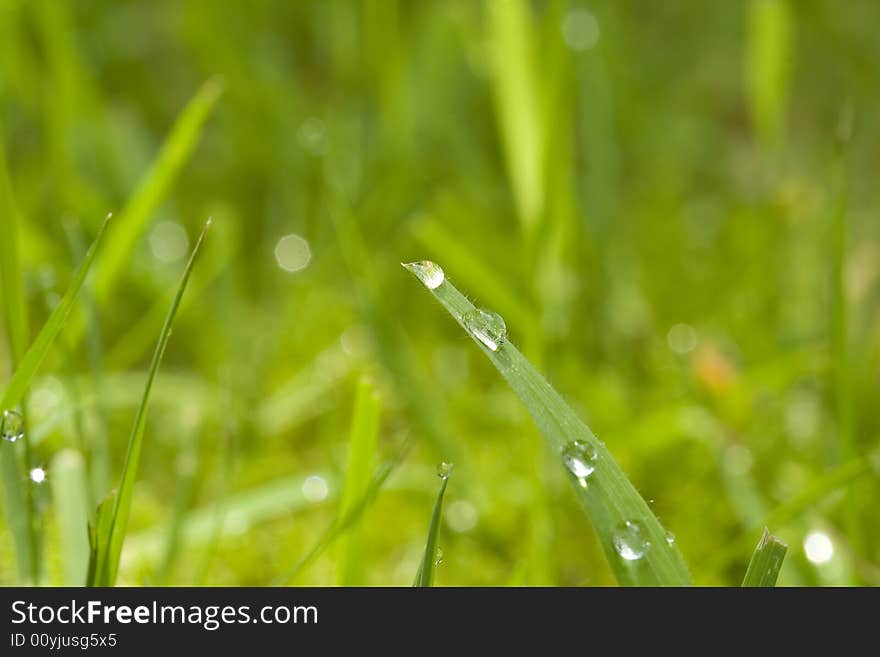 Macro photo of drops on a grass stalk. Macro photo of drops on a grass stalk