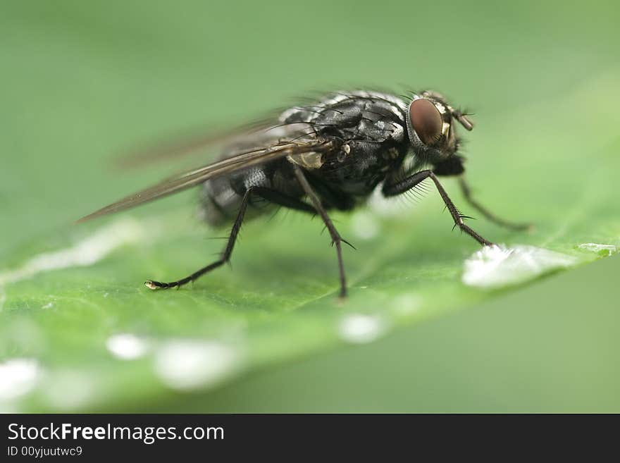 Fly Sitting On A Leaf