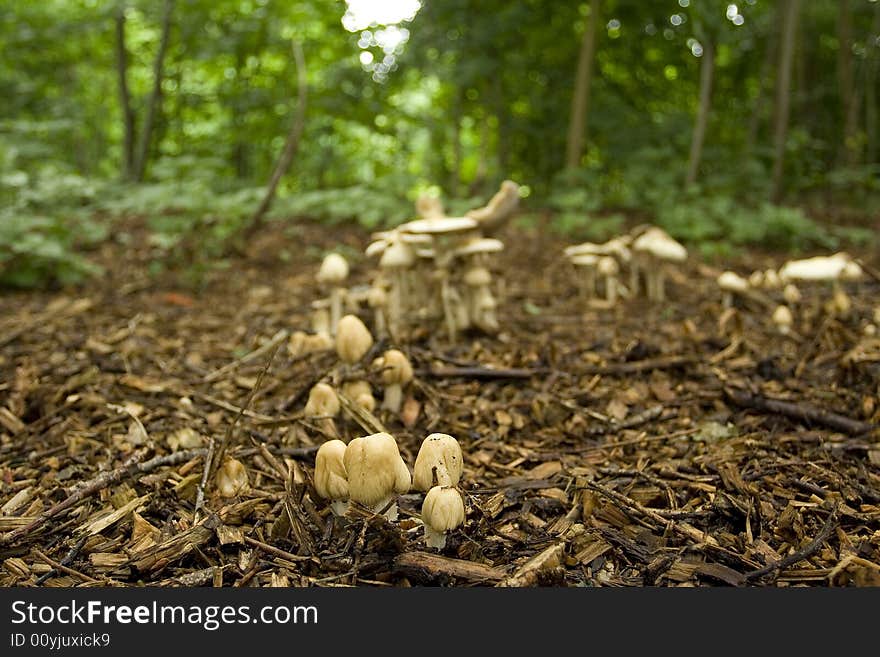 Mushrooms