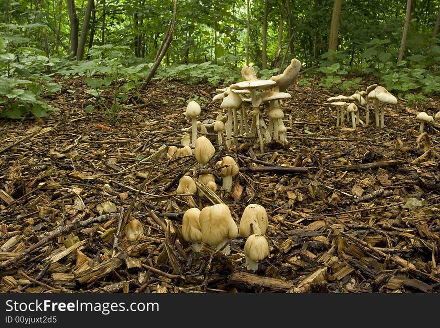 Mushrooms standing together