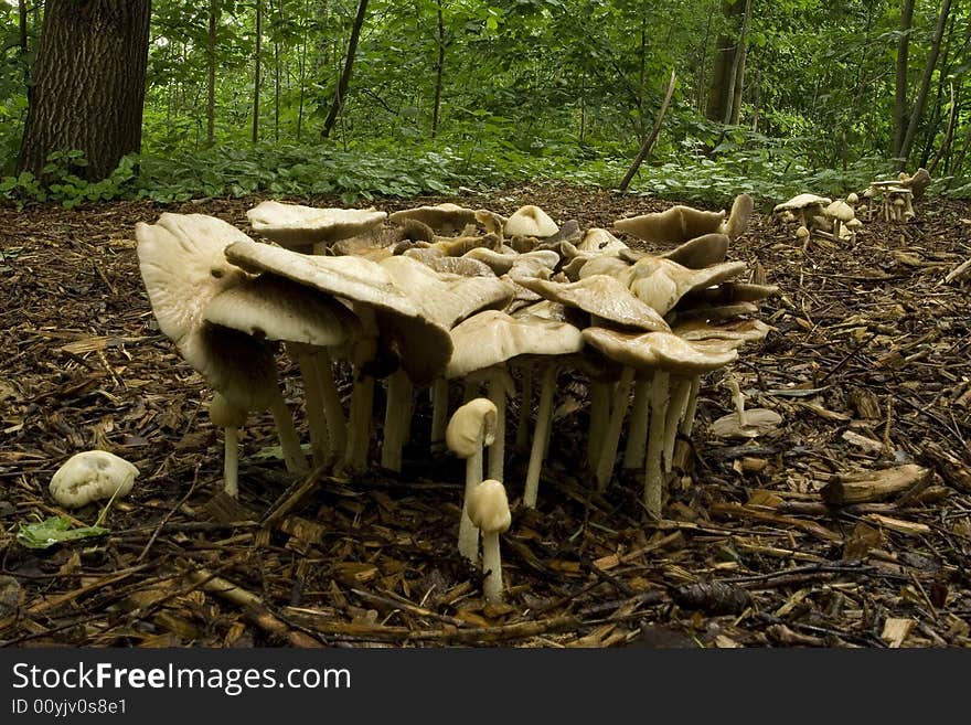 Mushrooms standing together