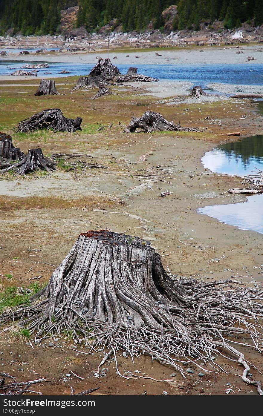 Stumps in lake bed, vancouver island, british columbia, canada. Stumps in lake bed, vancouver island, british columbia, canada