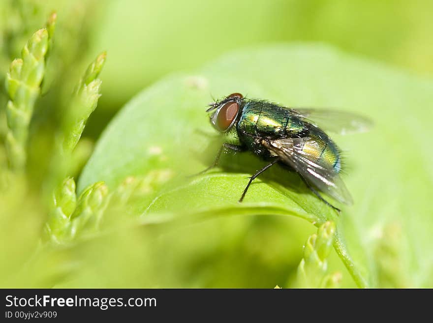 A green fly that is resting on a green leaf