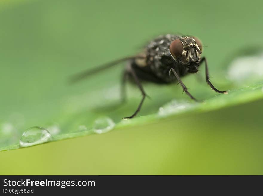 Fly staring at lens