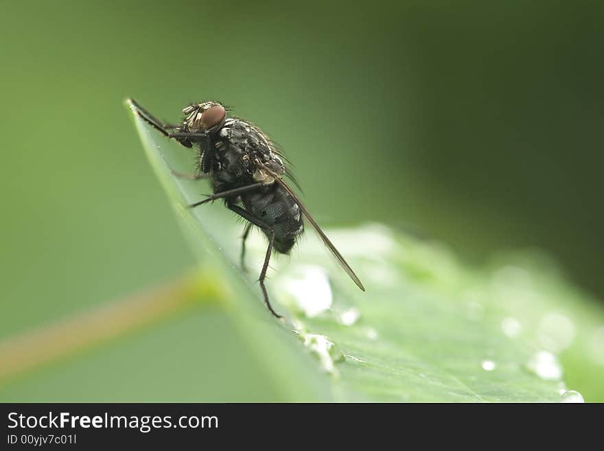 Macro photo of a fly