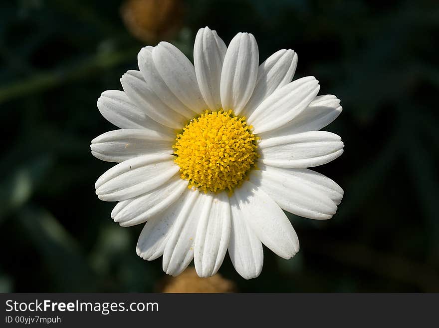 A yellow and white flower. A yellow and white flower