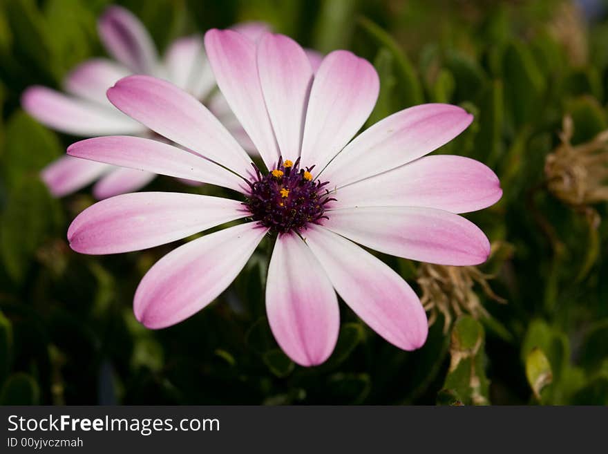 Nice pink flower