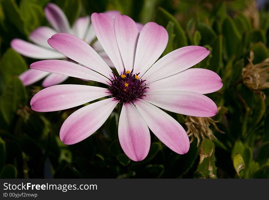 Nice Pink Flower