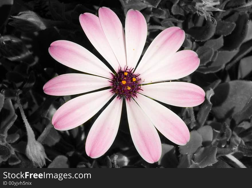 A pink flower on a black and white background