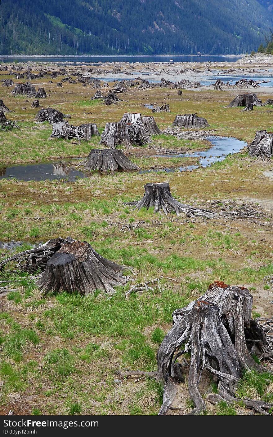 Stumps in lake bed, vancouver island, british columbia, canada. Stumps in lake bed, vancouver island, british columbia, canada