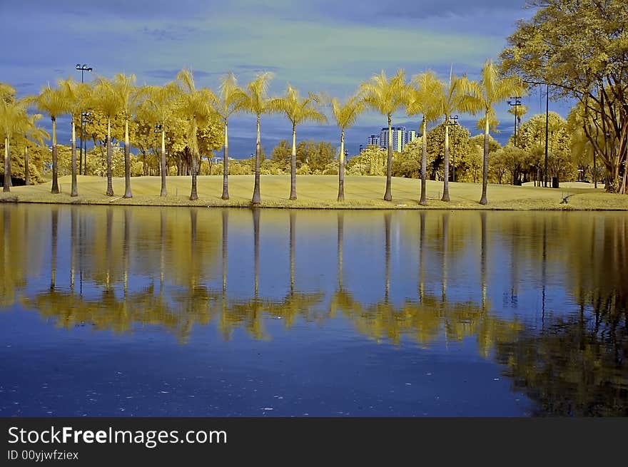 Reflection of tree and sky in the lake