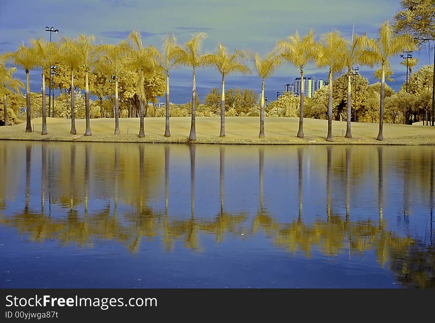 Reflection of tree and sky in the lake