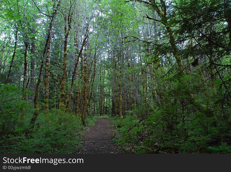 Rainforest trail in highlands, vicotria, british columbia, canada