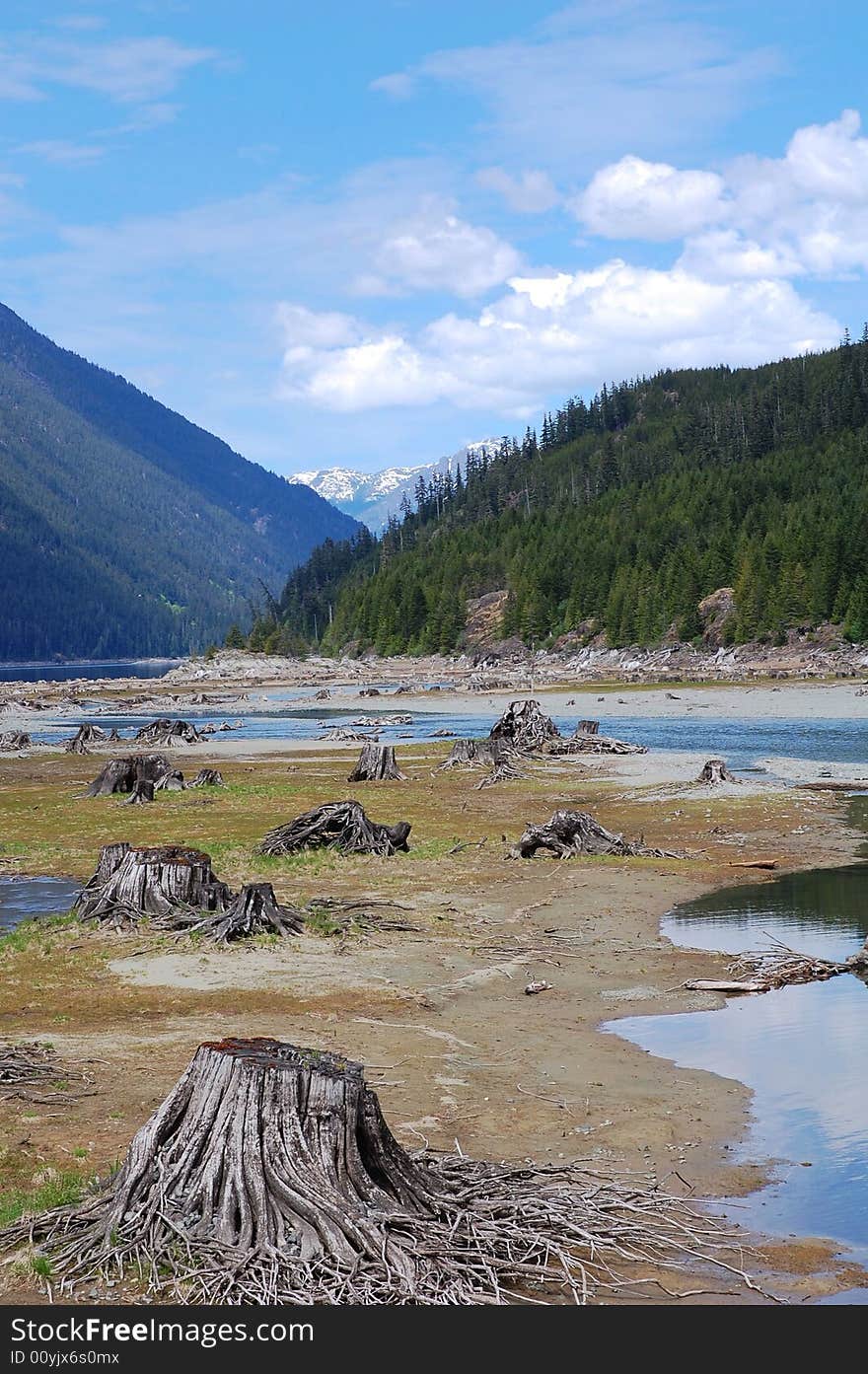 Stumps in lake bed, vancouver island, british columbia, canada. Stumps in lake bed, vancouver island, british columbia, canada