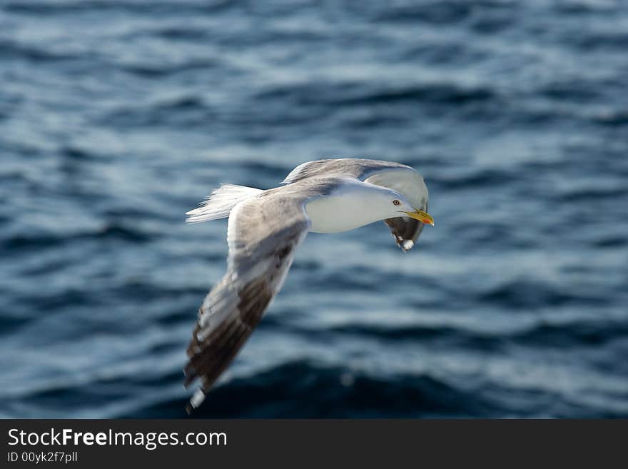 Herring Gull, Larus argentatus - the Netherlands