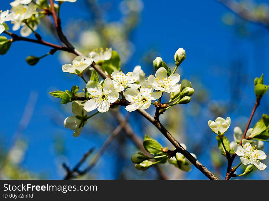 White flowers on the branch. White flowers on the branch