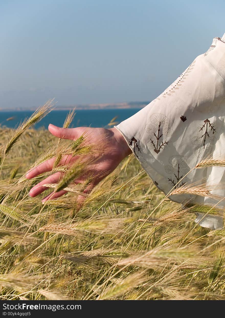 Female Hand Stroking Wheat