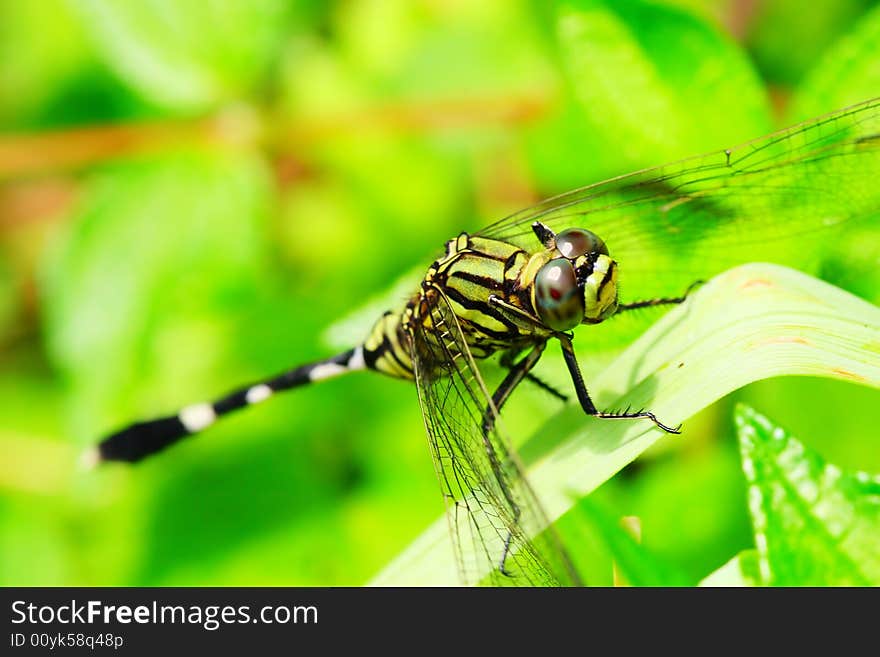 The dragonfly on a plant .wating for the food . The dragonfly on a plant .wating for the food .