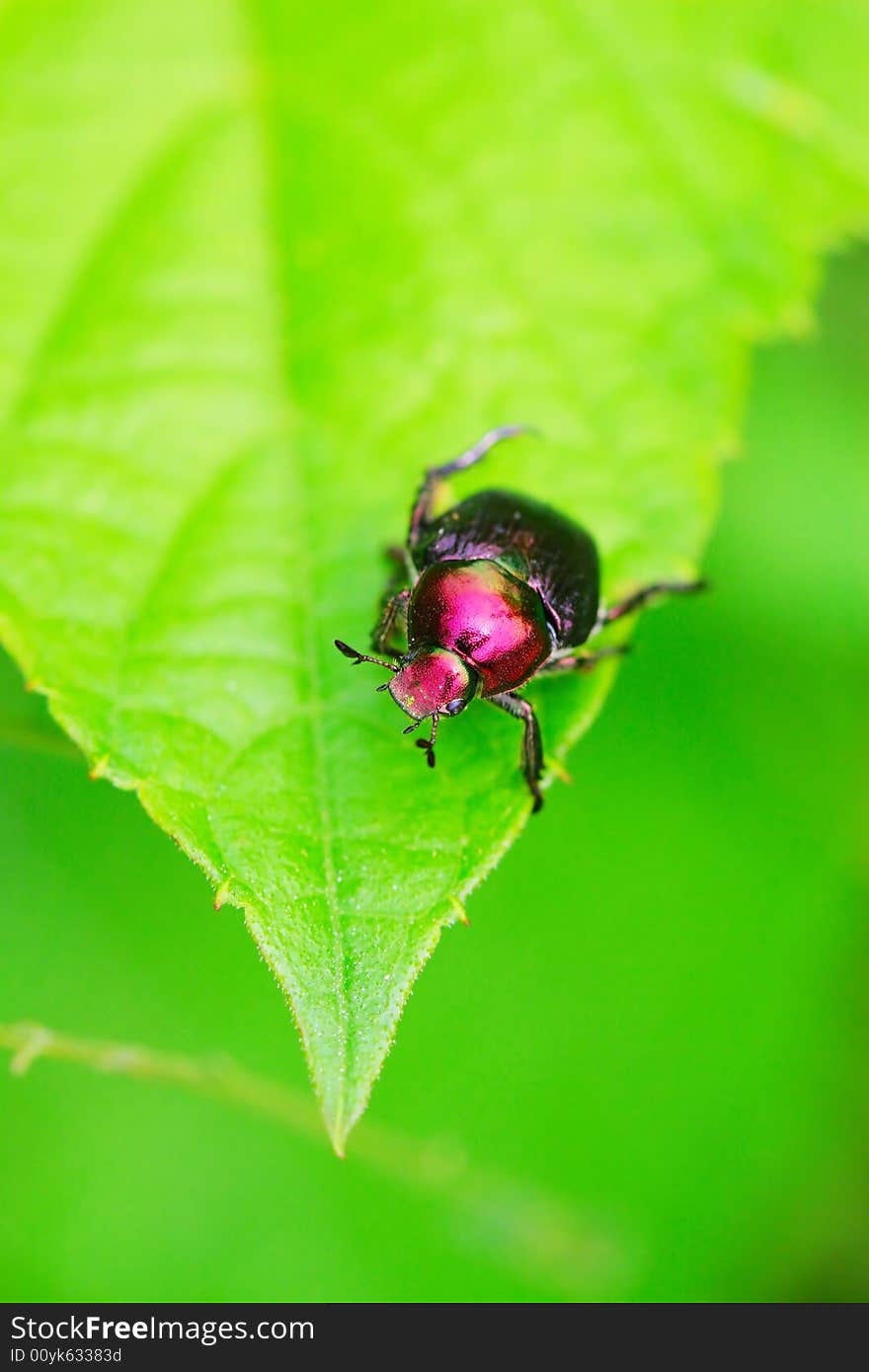 The bug on the plant with a green background