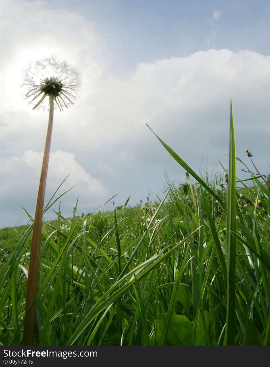 Dandelion on the field against cloudy sky