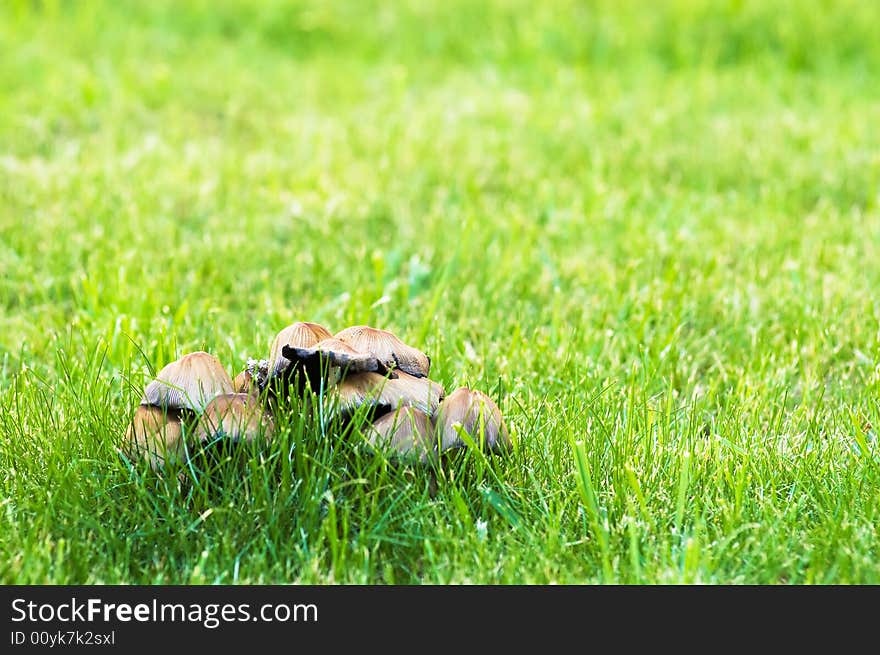 Abstract mushroom  background