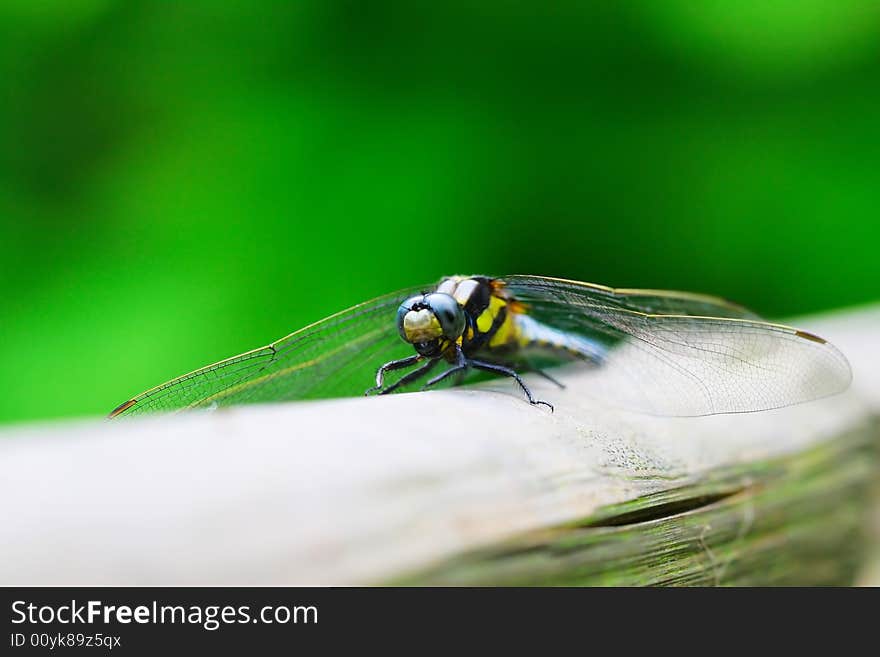 The dragonfly on a plant .waiting for the food .